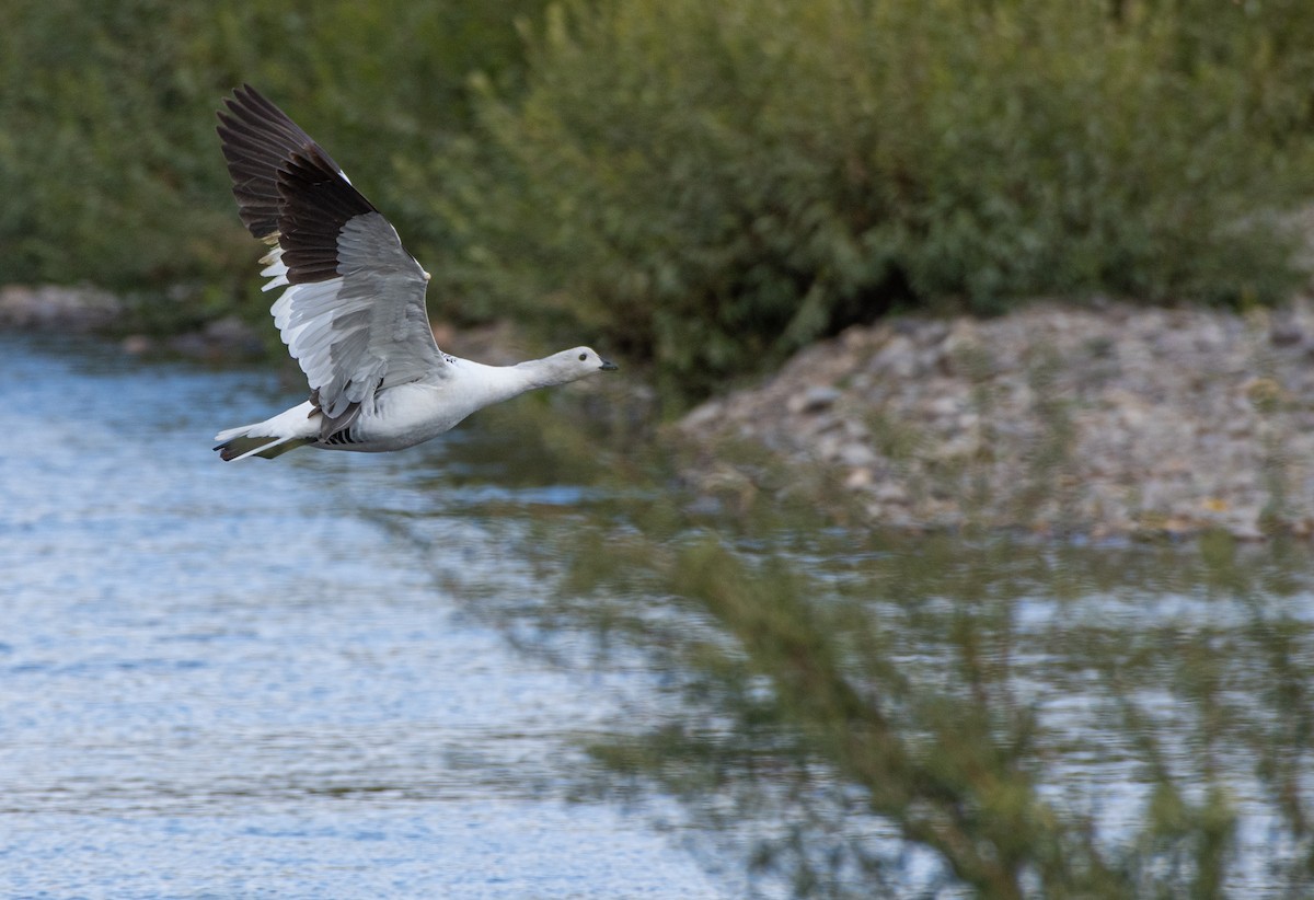 Upland Goose - ML618113787