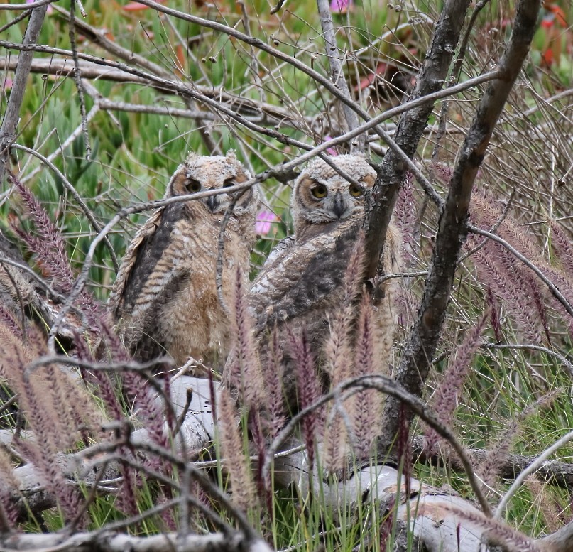 Great Horned Owl - Larry Edwards