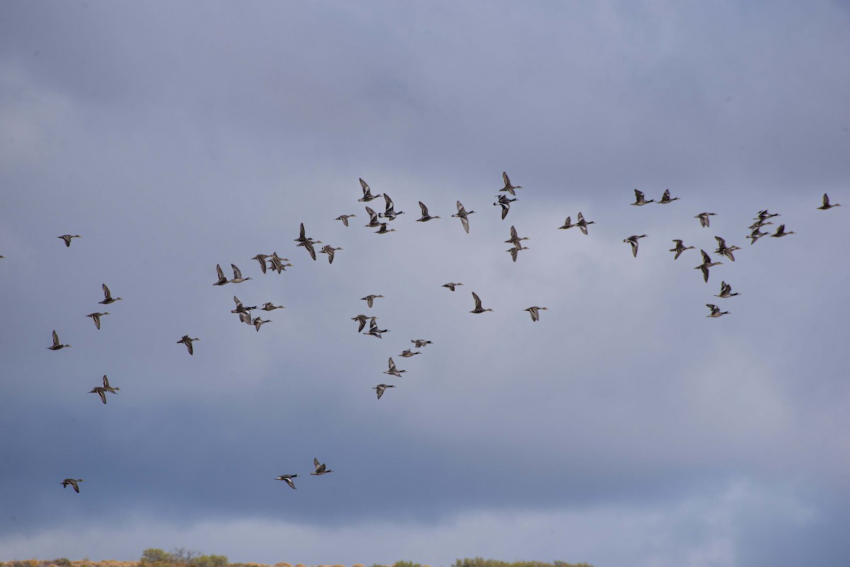 Chiloe Wigeon - alejandro vega