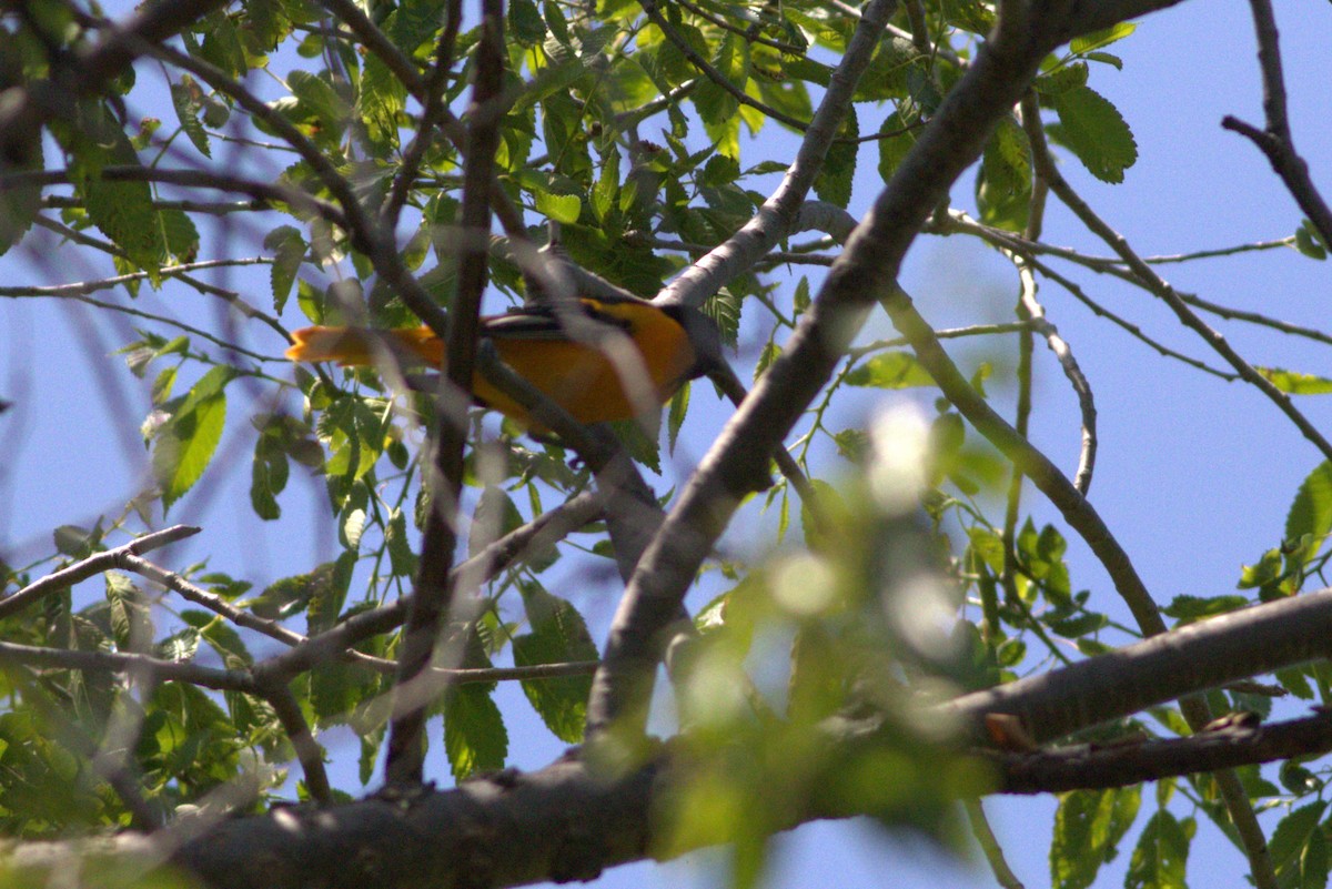 Baltimore Oriole - Laura Whitaker