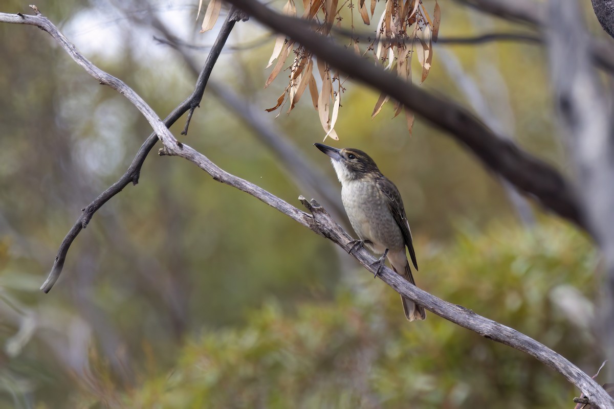 Gray Butcherbird - ML618113837