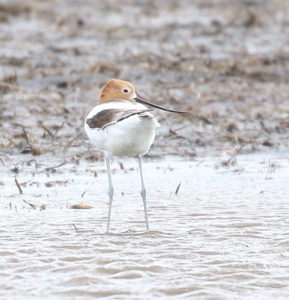 Avocette d'Amérique - ML618113838