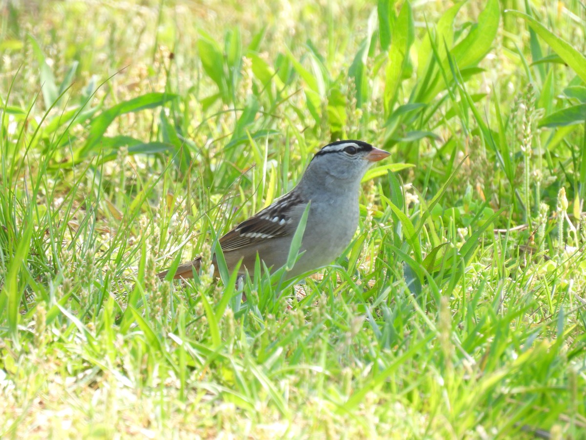 White-crowned Sparrow - Cynthia Nickerson