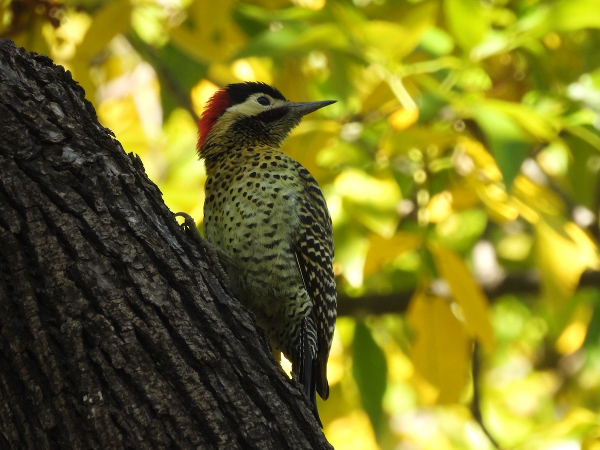 Green-barred Woodpecker - ML618113851