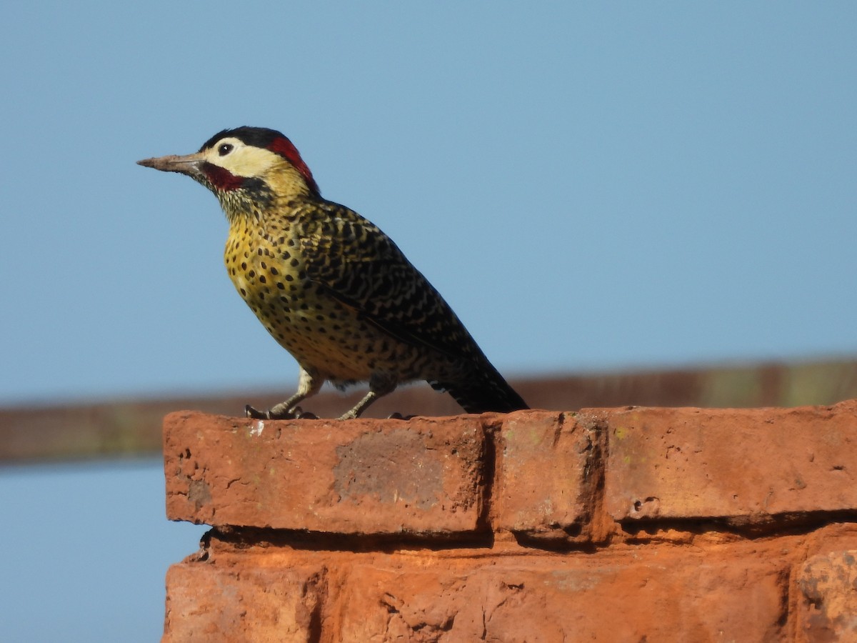 Green-barred Woodpecker - ML618113862