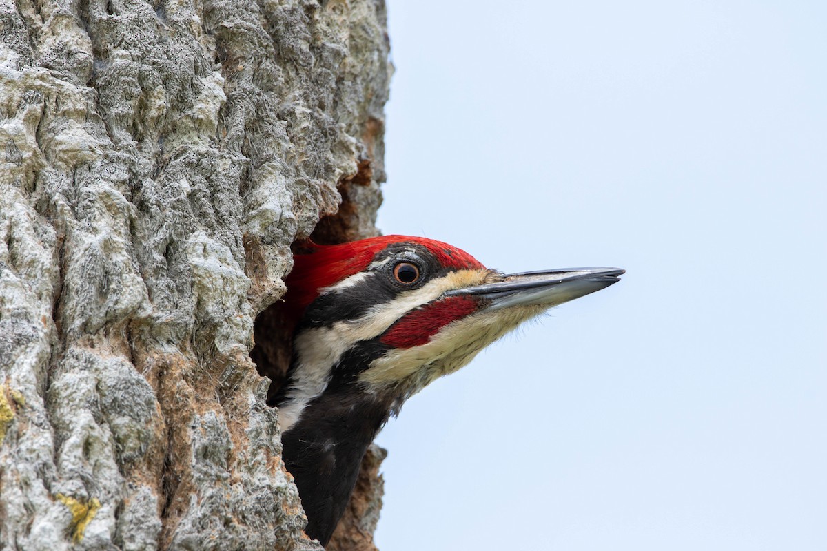 Pileated Woodpecker - ML618113865