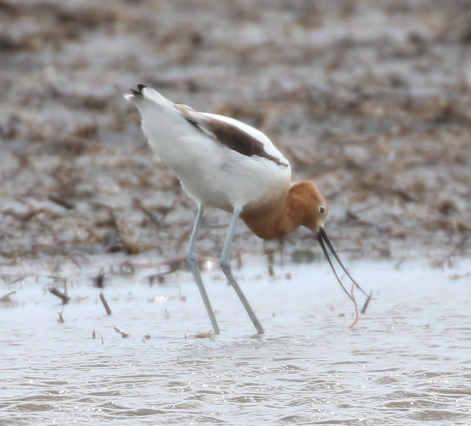 American Avocet - ML618113874