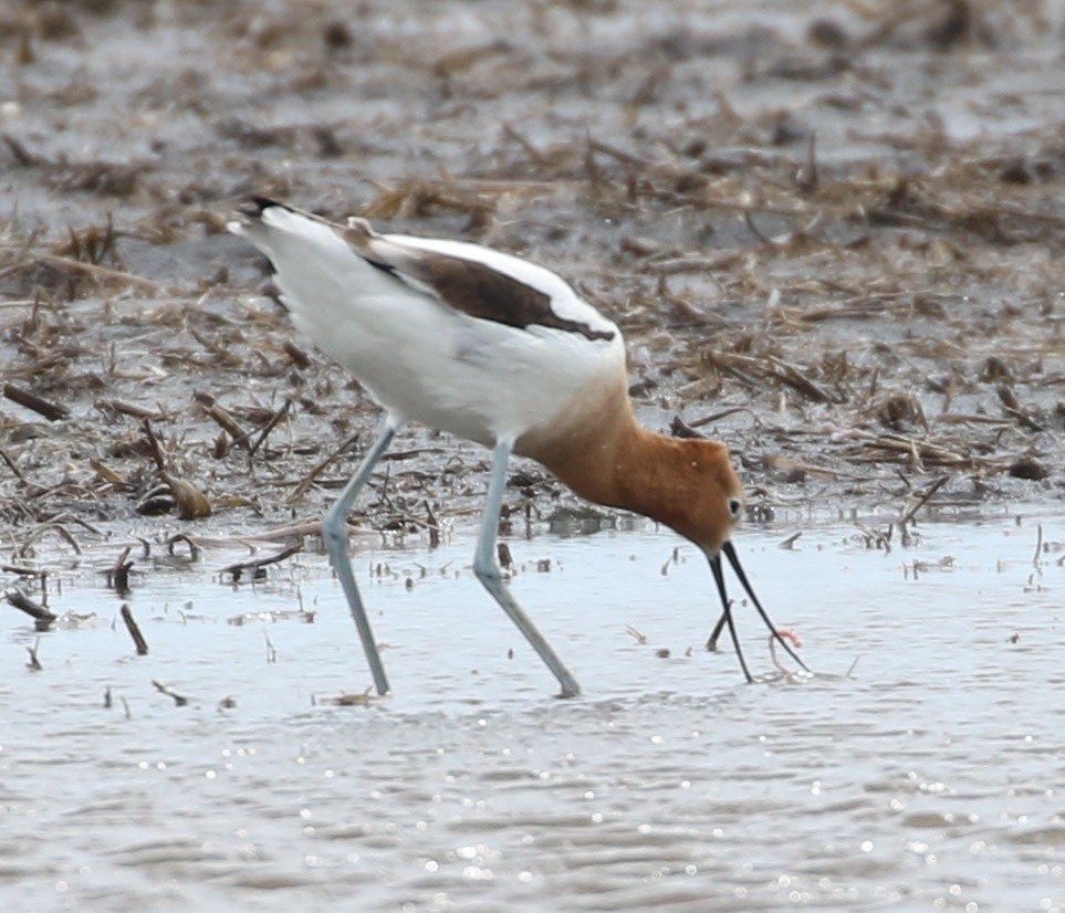 American Avocet - Don Coons