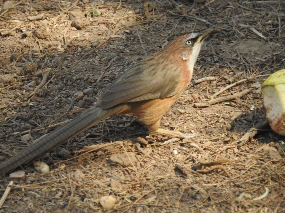 White-throated Babbler - ML618113900