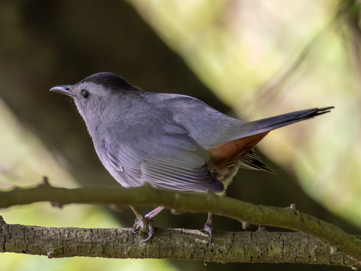 Brown Thrasher - Thomas Wells