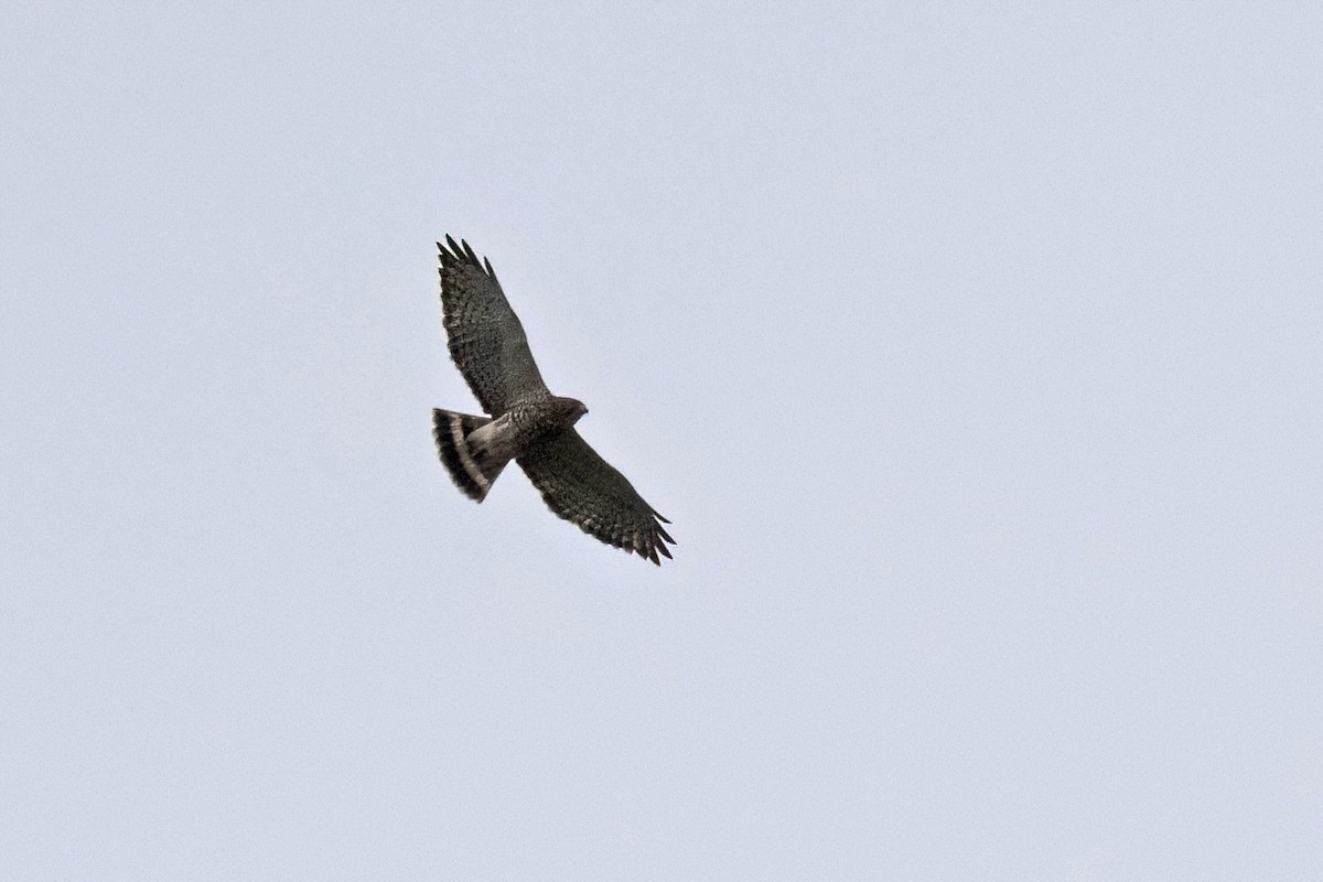 Broad-winged Hawk - Sue Barth