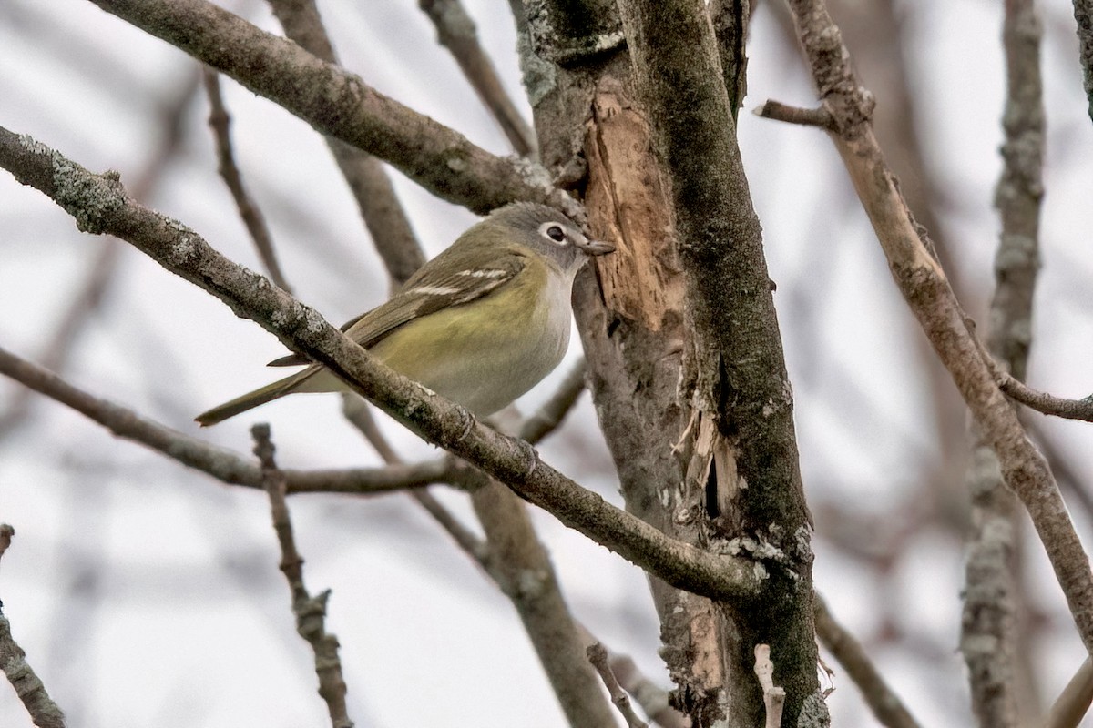 Blue-headed Vireo - Sue Barth