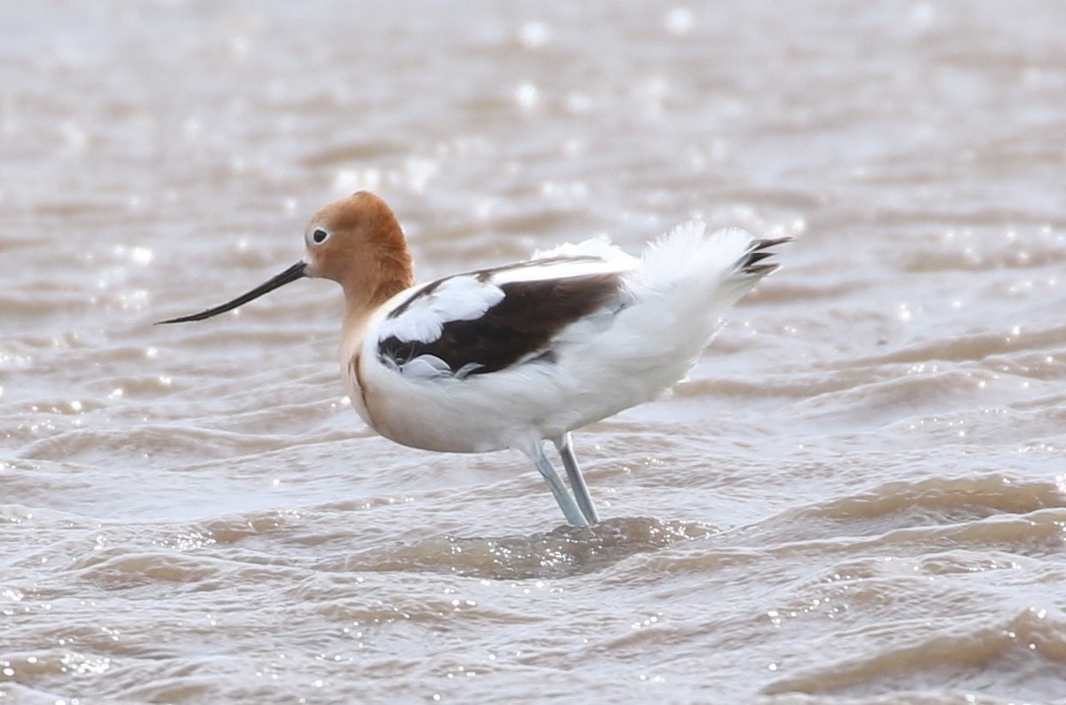 Avocette d'Amérique - ML618113925