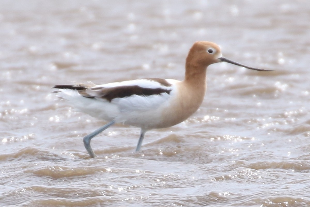 Avocette d'Amérique - ML618113941