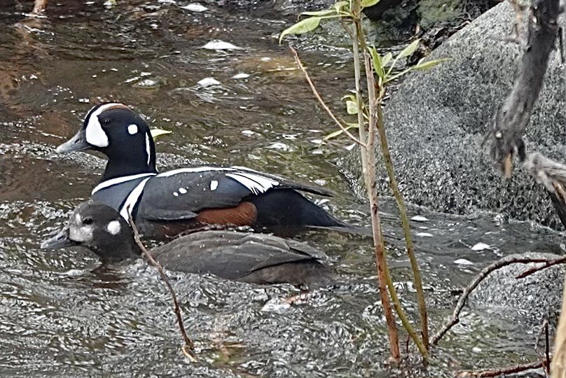 Harlequin Duck - ML618113943