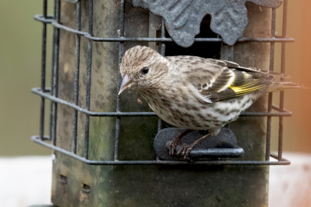 Pine Siskin - Sue Barth