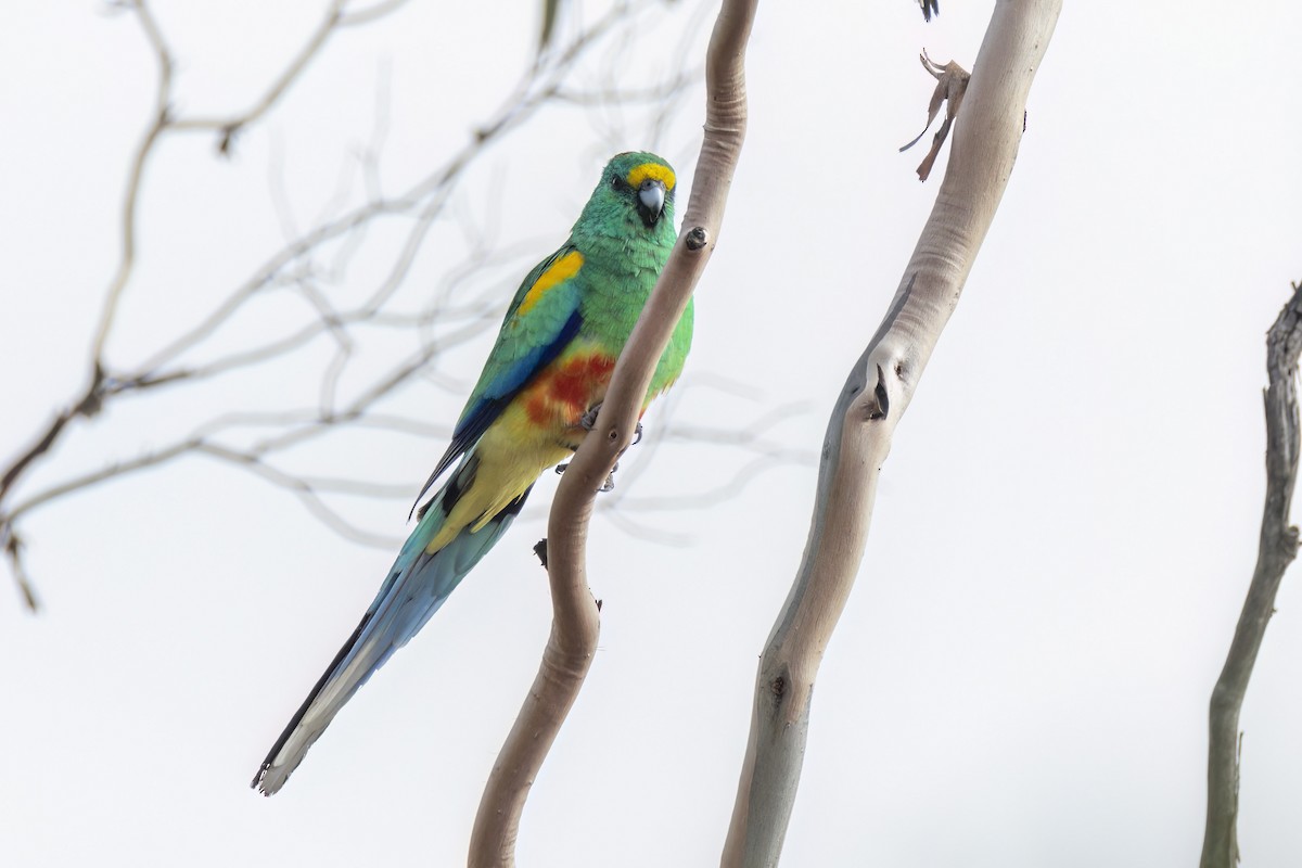 Разноцветный попугайчик - ML618113954