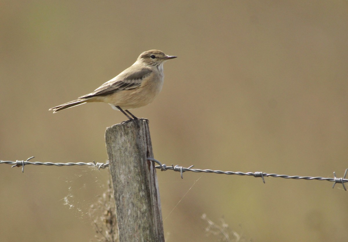 Lesser Shrike-Tyrant - jesus  enrique