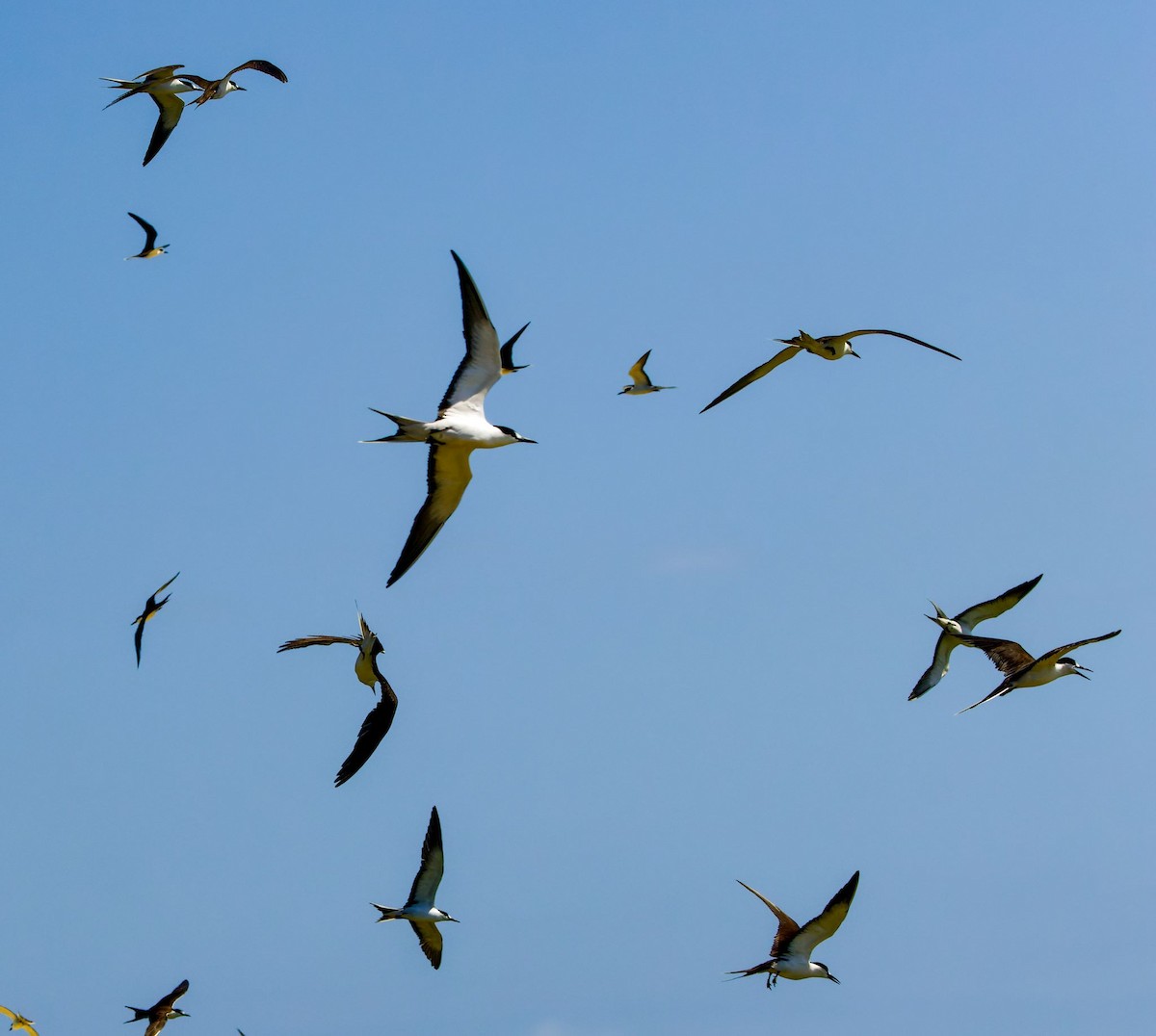 Sooty Tern - Kip Miller