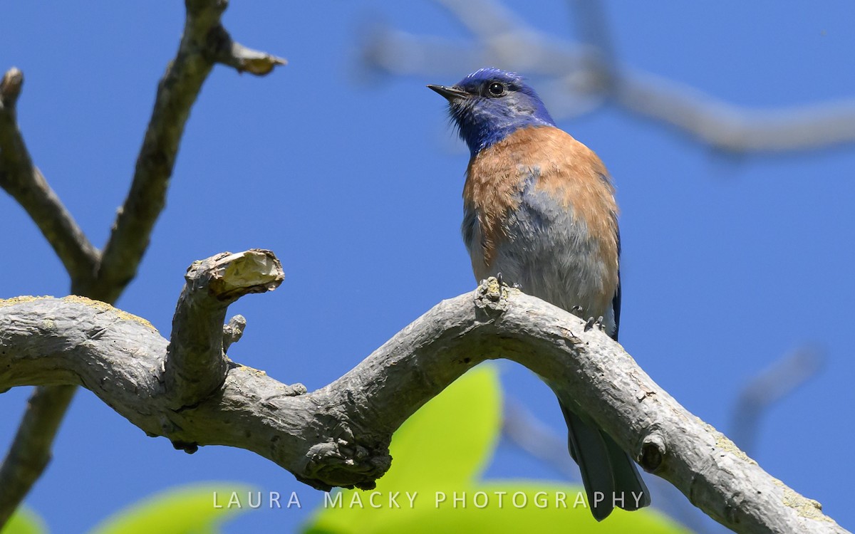 Western Bluebird - Laura Macky