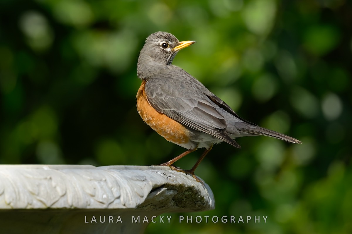 American Robin - Laura Macky