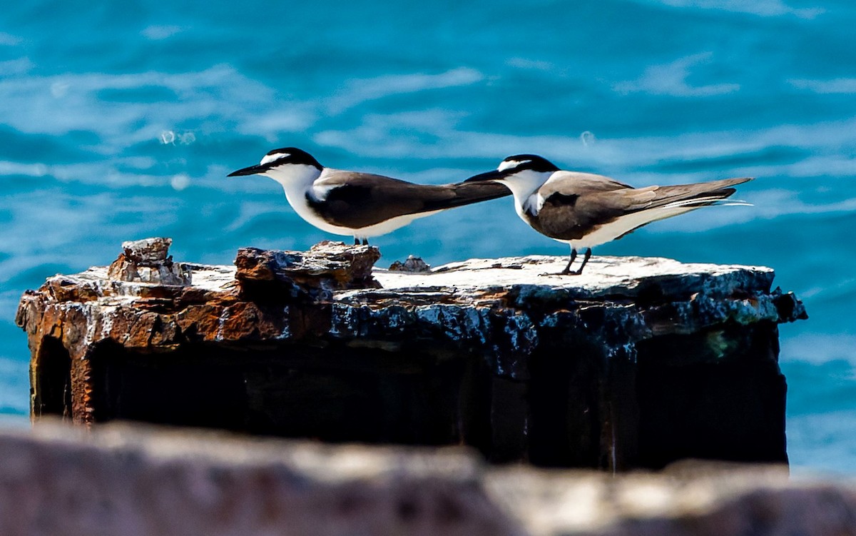 Bridled Tern - Kip Miller