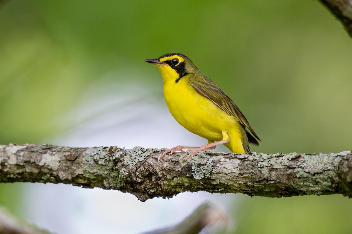 Kentucky Warbler - ML618113982