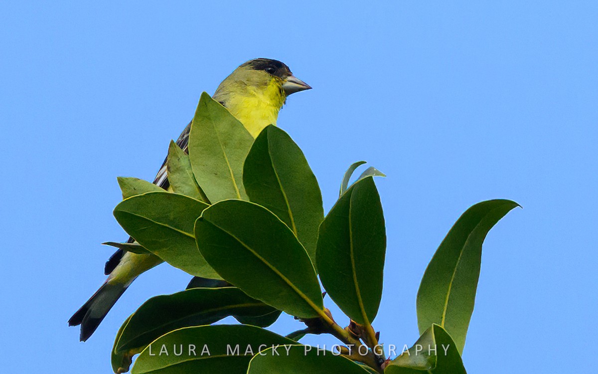 Lesser Goldfinch - Laura Macky