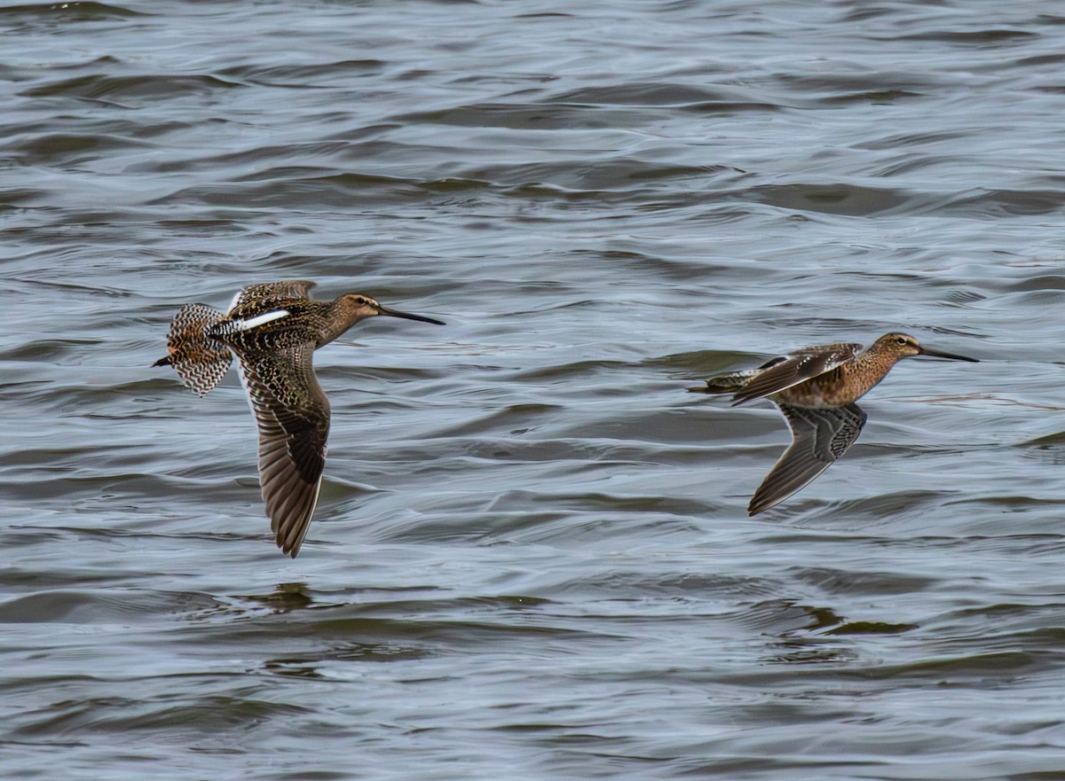 Long-billed Dowitcher - ML618113990