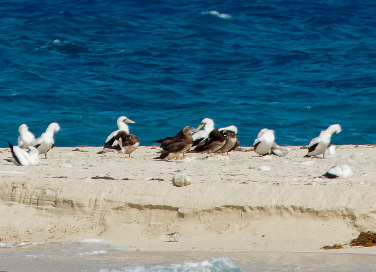 Brown Booby - Kip Miller