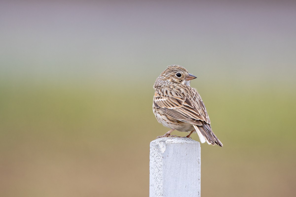 Vesper Sparrow - Frédérick Lelièvre