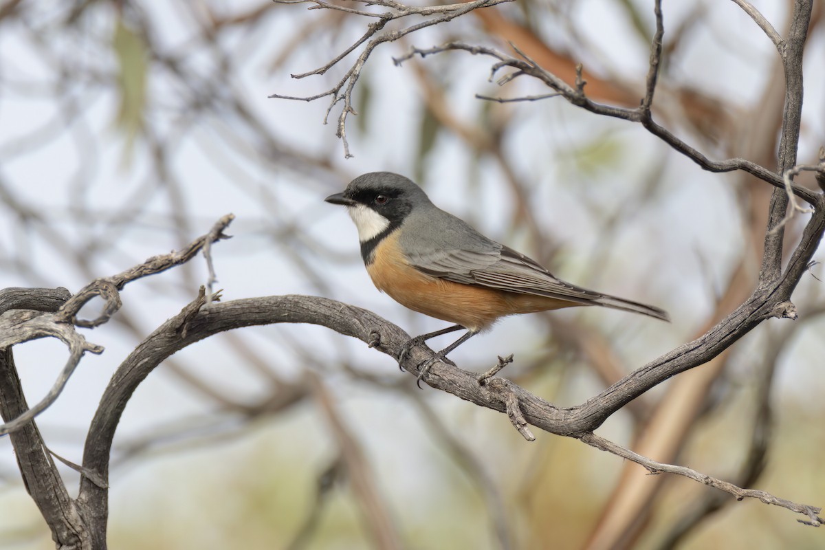 Rufous Whistler - ML618114050