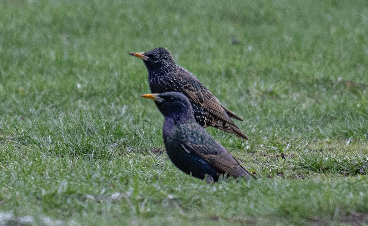 European Starling - Philip Reimers