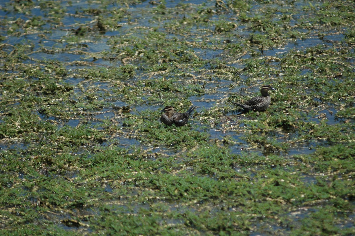 Masked Duck - ML618114069