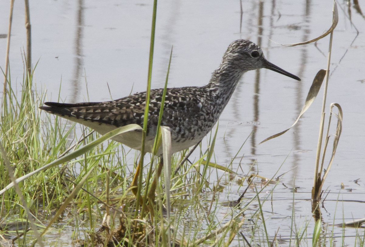 Lesser Yellowlegs - Learning Landon