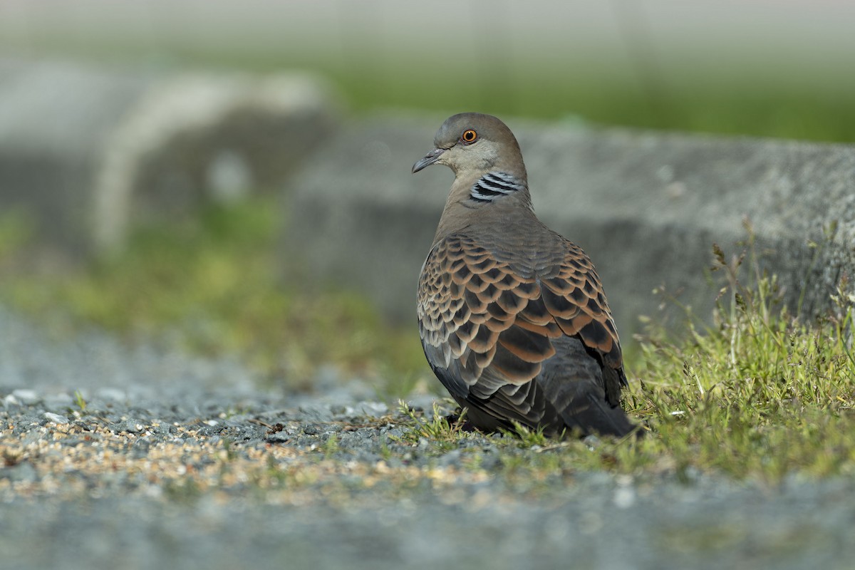 Oriental Turtle-Dove - ML618114071