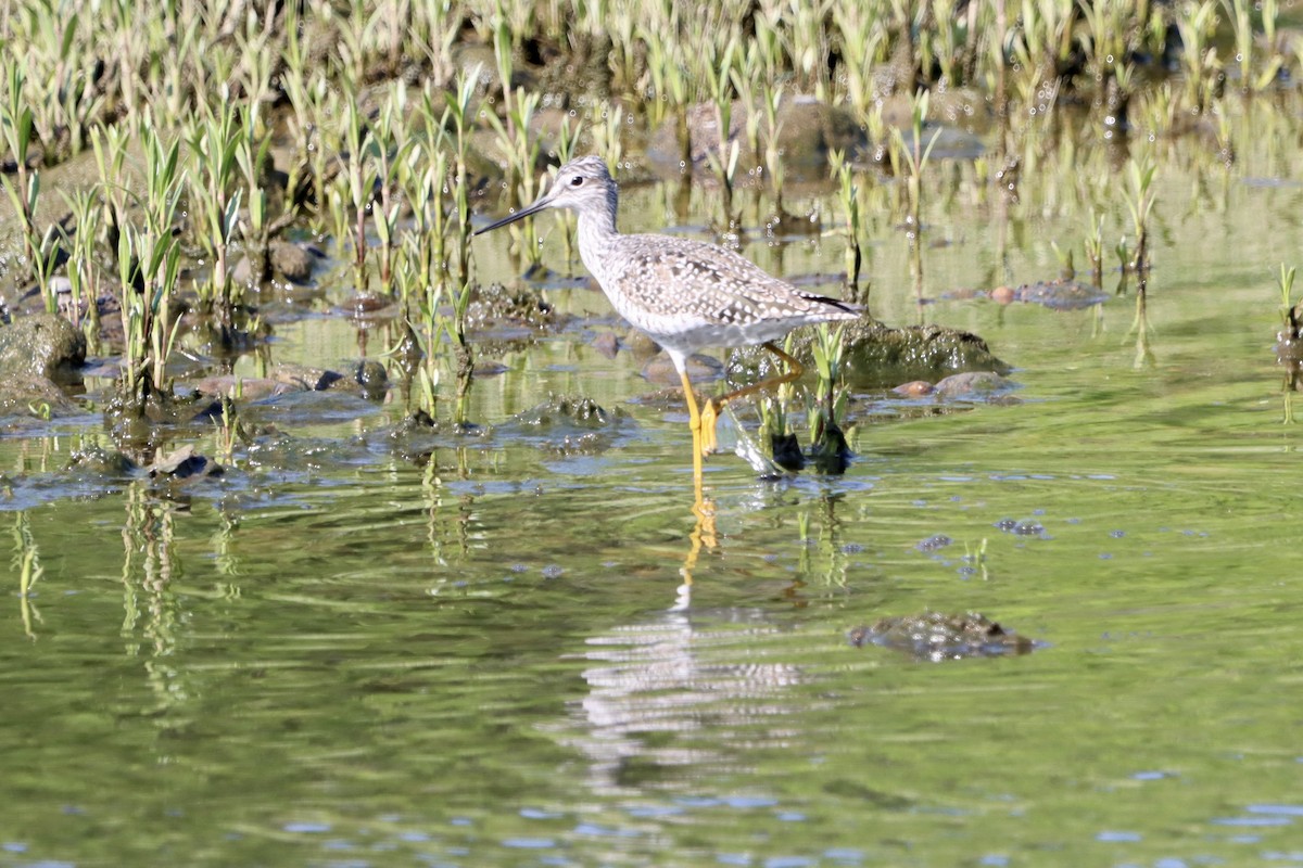 Greater Yellowlegs - Jo VerMulm