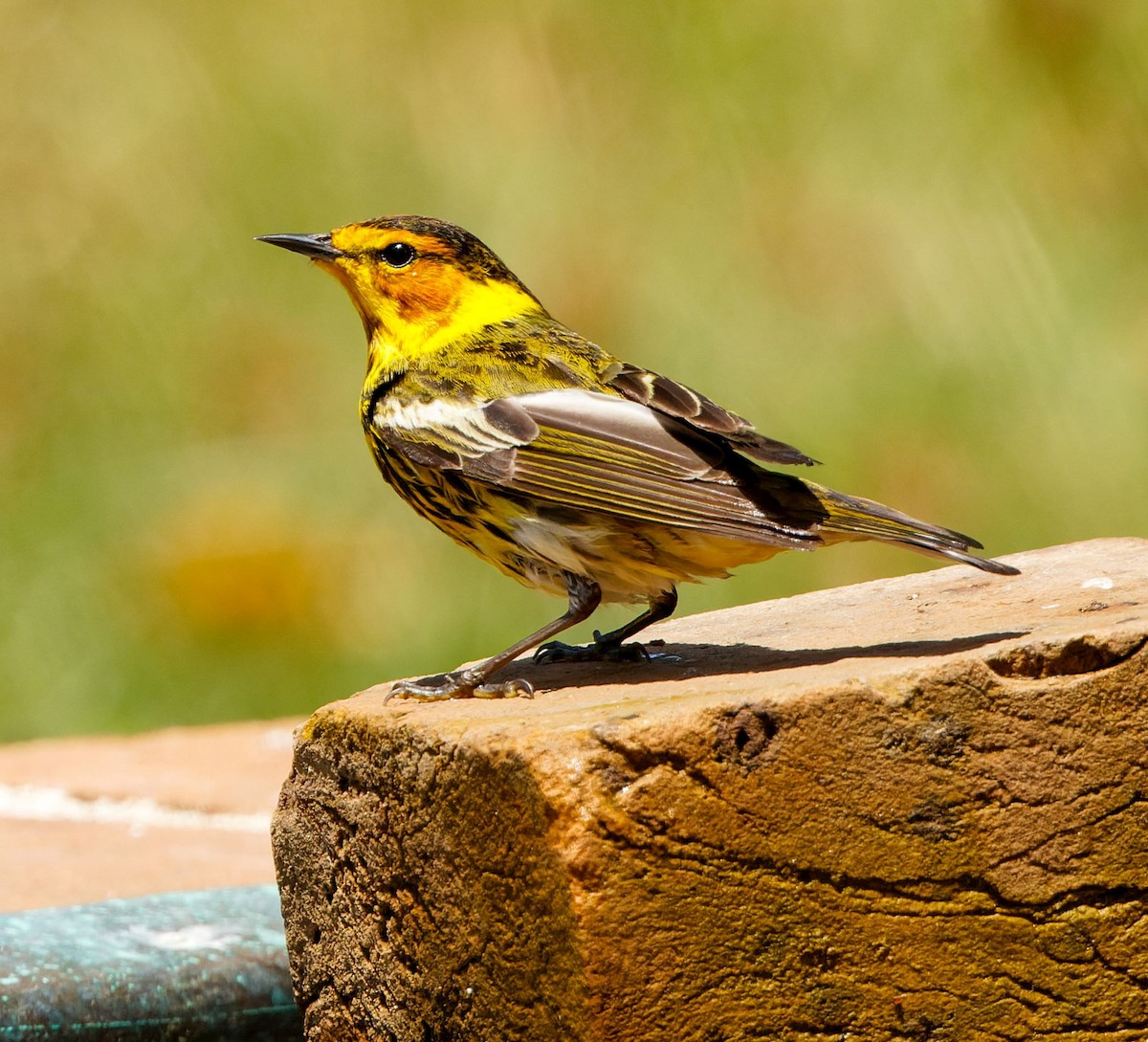 Cape May Warbler - Kip Miller