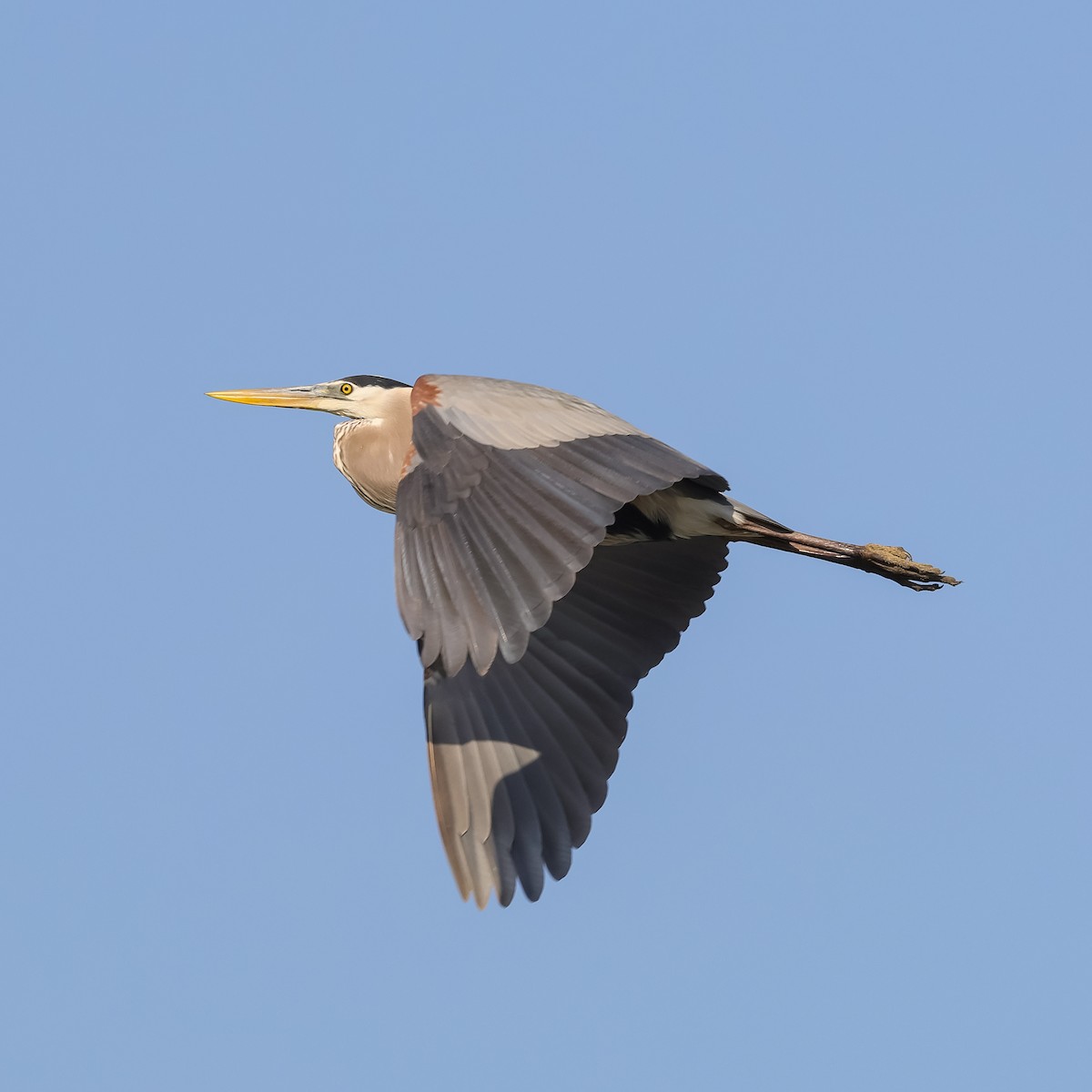 Great Blue Heron (Great Blue) - Deborah H