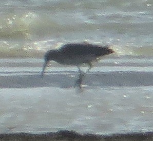 ub. vader (Charadriiformes sp.) - ML618114175