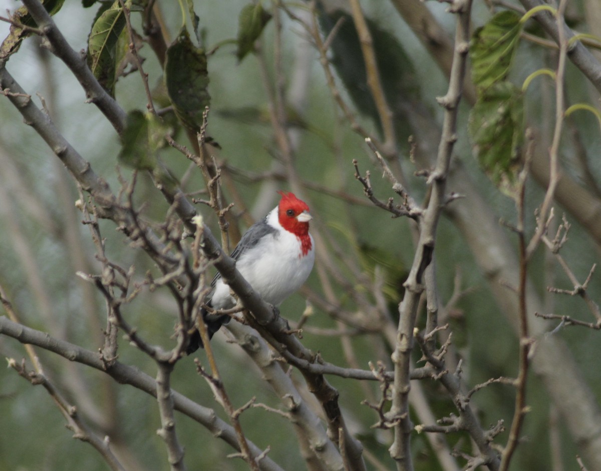 Red-crested Cardinal - jesus  enrique