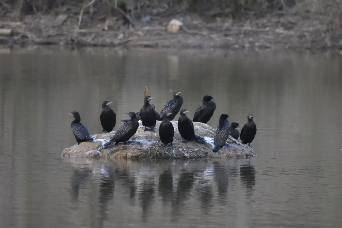 Little Black Cormorant - ML618114211