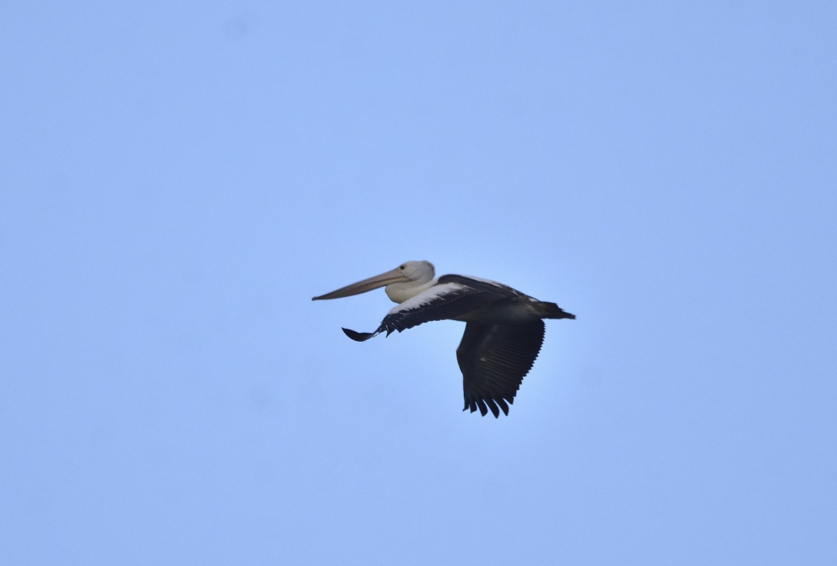 Australian Pelican - ML618114227