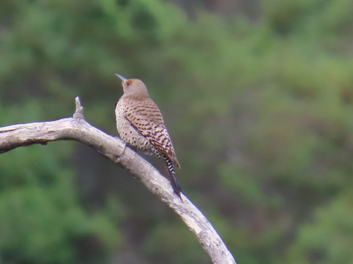 Northern Flicker - Dottie Marron