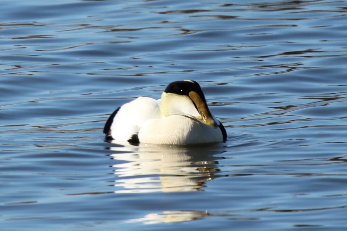 Common Eider - Ronnie Van Dommelen