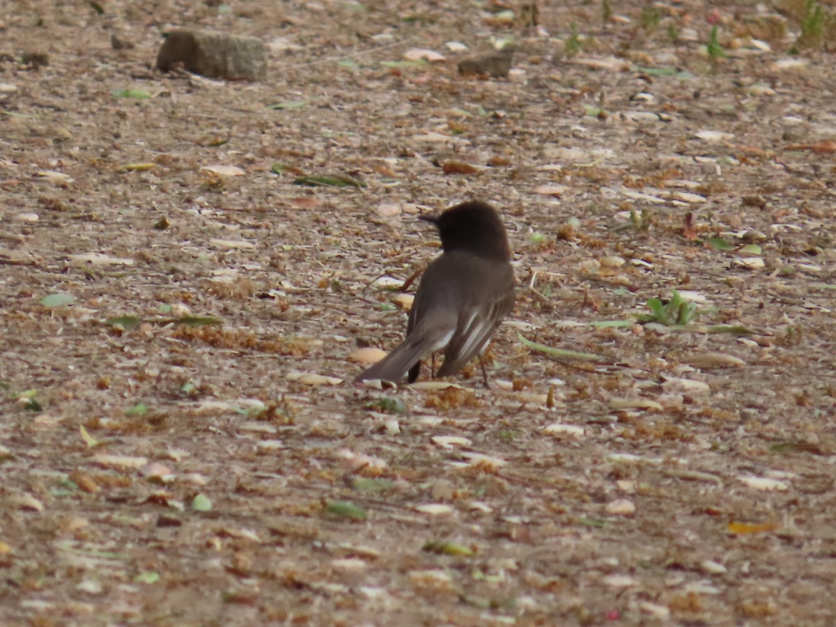 Black Phoebe - Dottie Marron