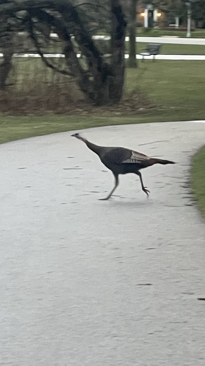 Wild Turkey - Anne Burdge