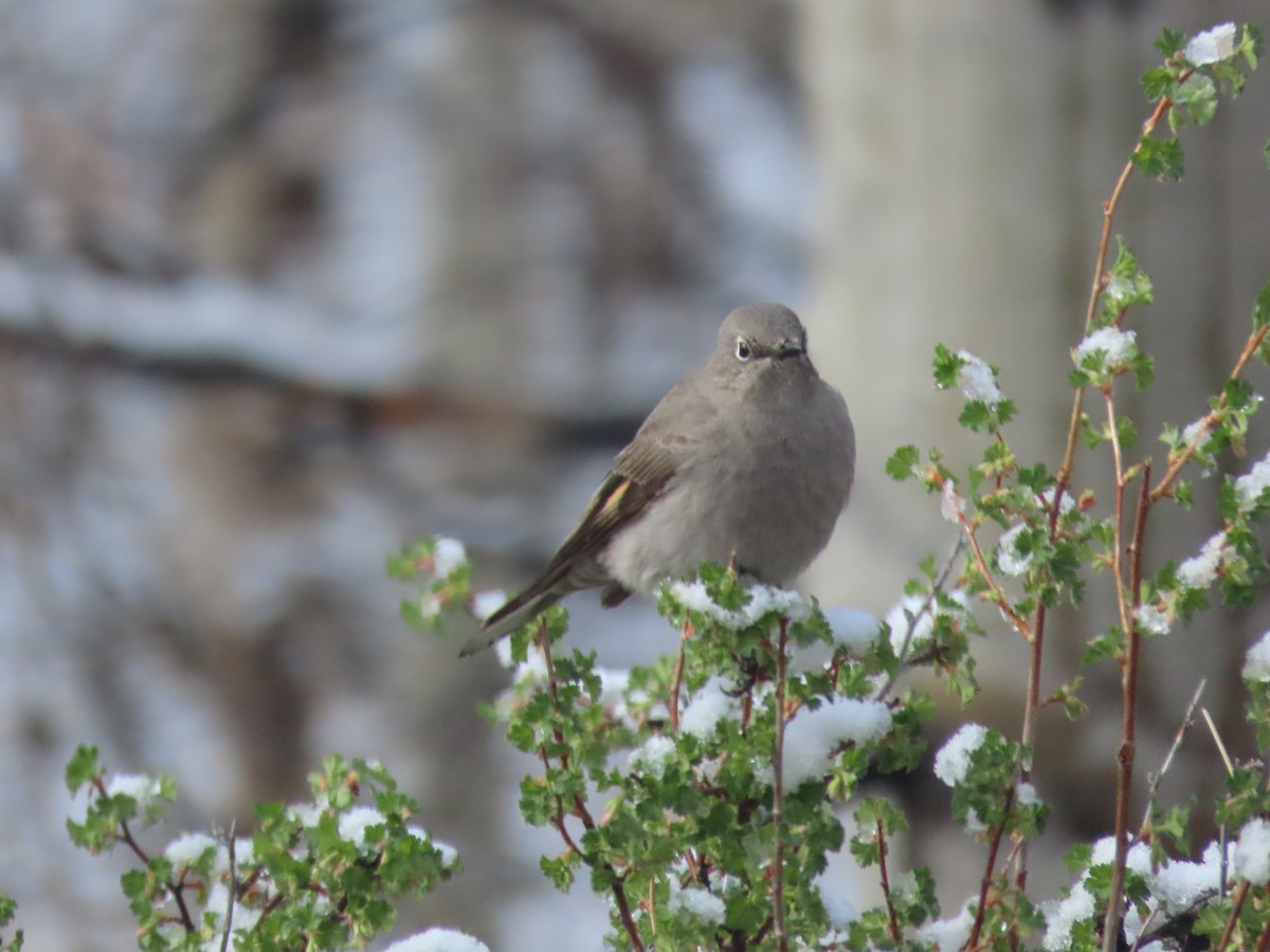 Townsend's Solitaire - Deborah Essman