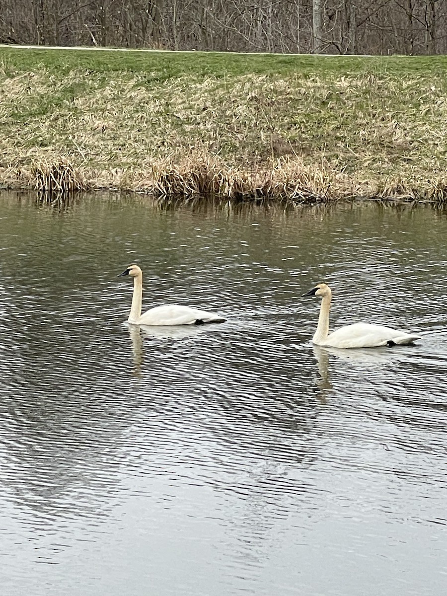 Trumpeter Swan - James Romano