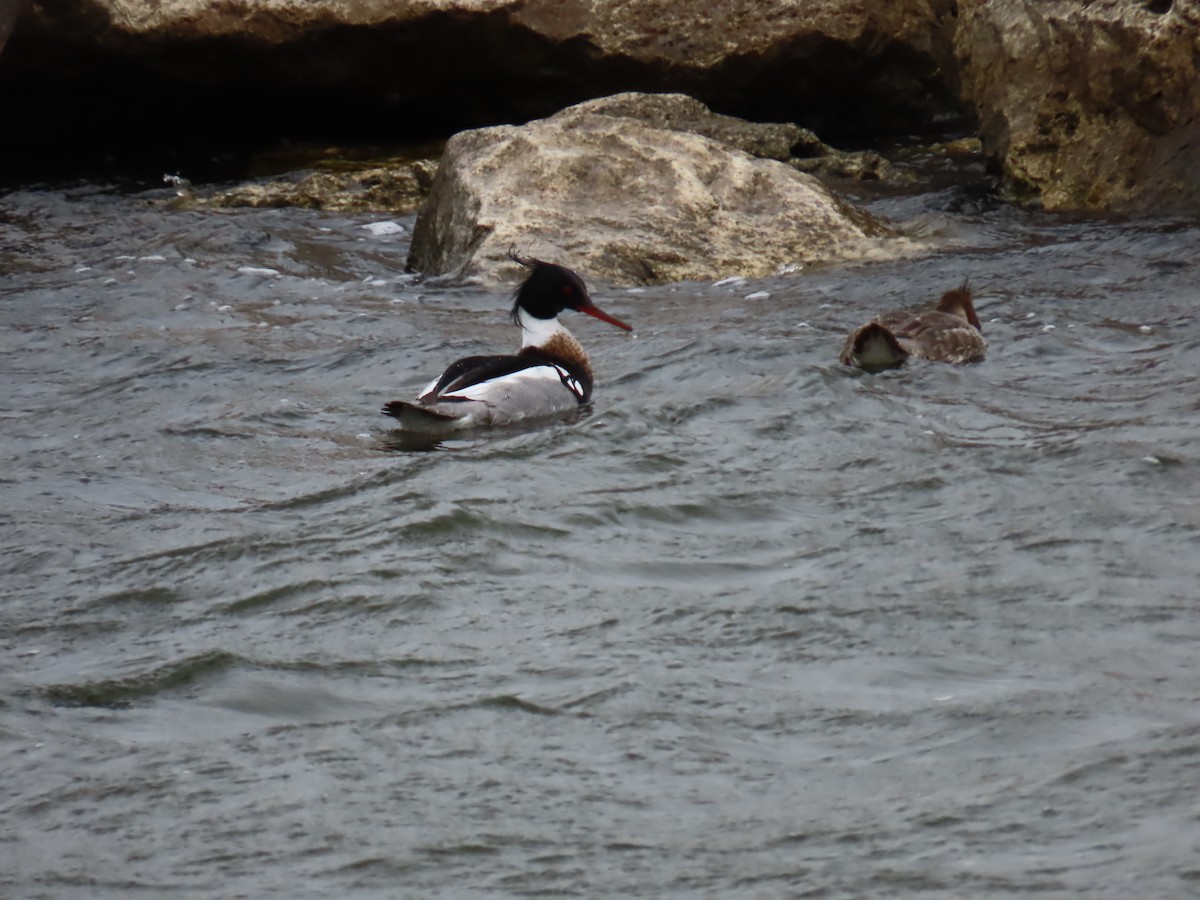 Red-breasted Merganser - Elizabeth Ferber